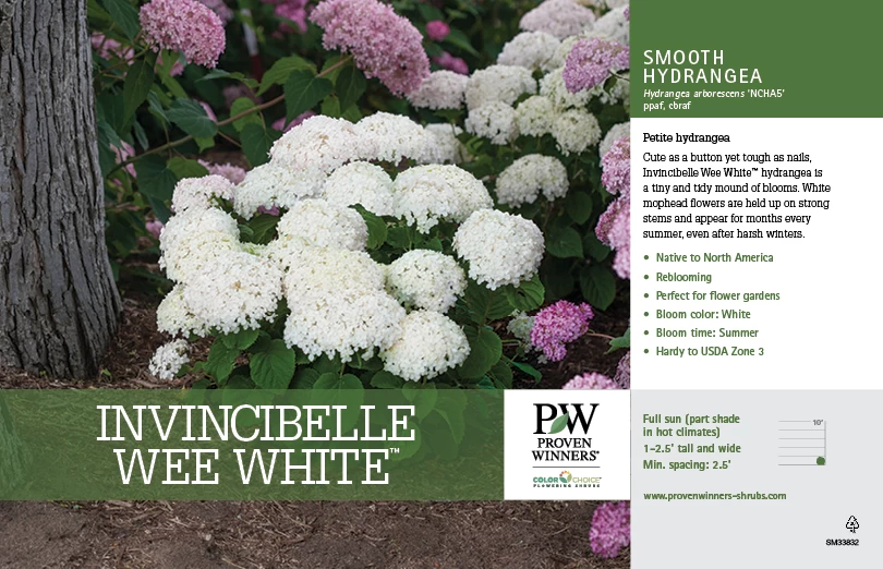 Invincibelle Wee White® Hydrangea - 4" Pot - Proven Winners 4 Invincibelle Wee White® Hydrangea - 4" Pot - Proven Winners - Image 2