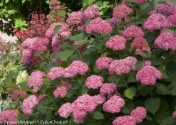 InvincibelleĀ® Spirit II Hydrangea - 4" Pot - Proven Winners