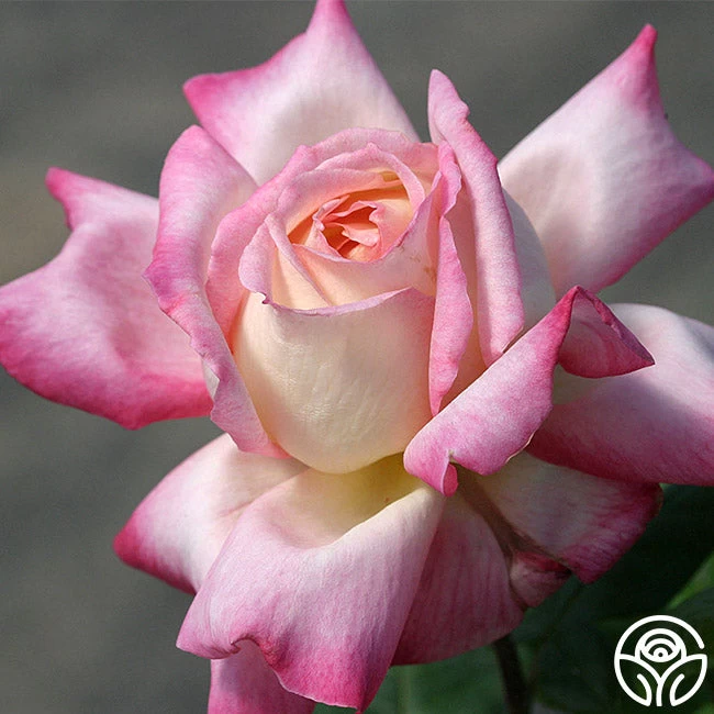 Iowa Belle 5 Iowa Belle - Image 3