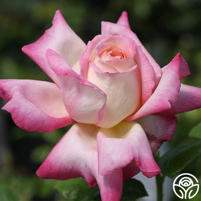 Iowa Belle 4 Iowa Belle - Image 2