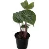 Ivory Coast African Mask Plant - Elephant Ear - Alocasia - Indoors/Out - 4" Pot 1 Ivory Coast African Mask Plant - Elephant Ear - Alocasia - Indoors/Out - 4" Pot -Healthy Plant Shop ivcoastalocasia4 92156.1652983550
