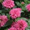 Sugar Buzz® Bubble Gum Blast Bee Balm - Monarda - Pink - Gallon Pot 1 Sugar Buzz® Bubble Gum Blast Bee Balm - Monarda - Pink - Gallon Pot -Healthy Plant Shop j119 09 89456.1626398229