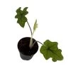 Jacklyn Alocasia Tandurusa - 2" Pot - Collector's Series -Healthy Plant Shop jacklyn25 27766.1691787626