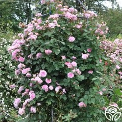 James Galway® -Healthy Plant Shop james galway 12