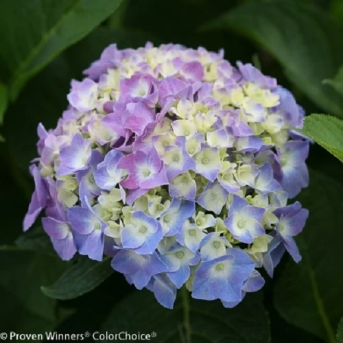 Let's Dance® Blue Jangles™ Reblooming Hydrangea - 4" Pot - Proven Winners 4 Let's Dance® Blue Jangles™ Reblooming Hydrangea - 4" Pot - Proven Winners - Image 2