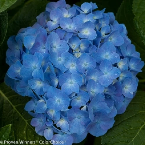 Let's Dance® Blue Jangles™ Reblooming Hydrangea - 4" Pot - Proven Winners 5 Let's Dance® Blue Jangles™ Reblooming Hydrangea - 4" Pot - Proven Winners - Image 3