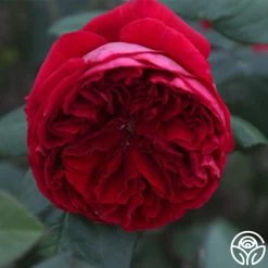 Jean Rex 9 Jean Rex -Healthy Plant Shop jean rex 13