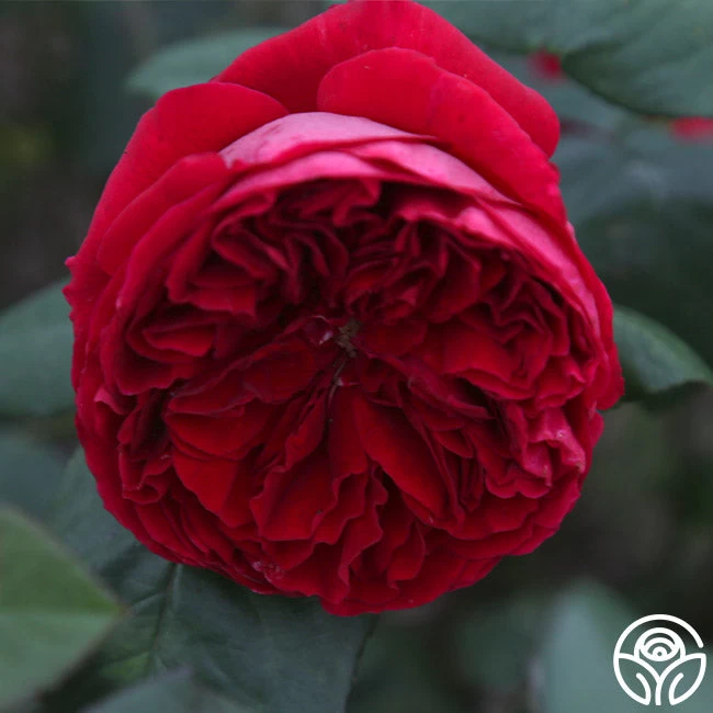 Jean Rex 6 Jean Rex - Image 4