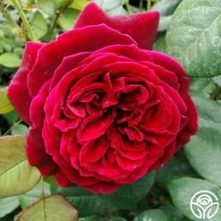 Jean Rex 8 Jean Rex -Healthy Plant Shop jean rex 3