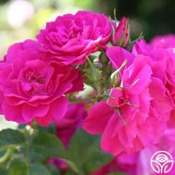 New Arrival -Healthy Plant Shop john cabot logo 01