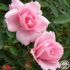 John Davis 15 John Davis -Healthy Plant Shop john davis logo 03