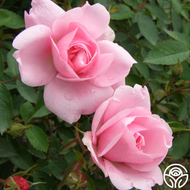 John Davis 7 John Davis - Image 5