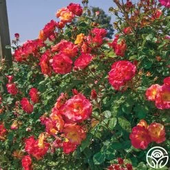 Joseph's Coat -Healthy Plant Shop josephs coat 11