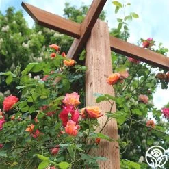 Joseph's Coat -Healthy Plant Shop josephs coat 4