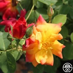 Joseph's Coat -Healthy Plant Shop josephs coat 8