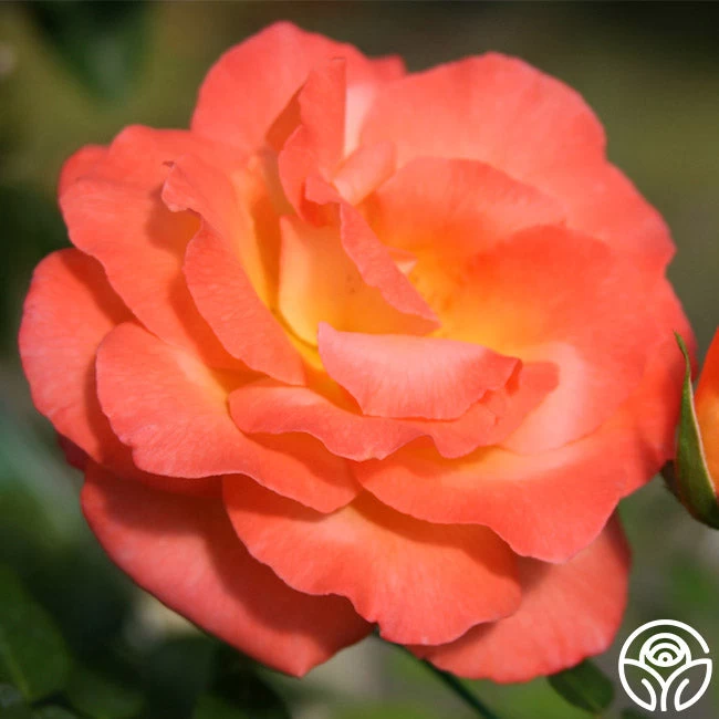 Joyfulness 3 Joyfulness