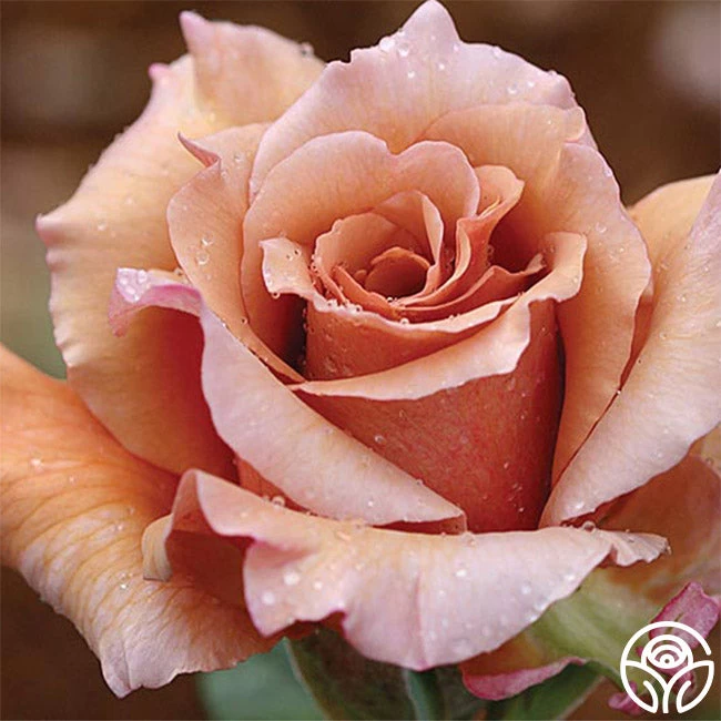 Julia's Rose® 3 Julia's Rose®