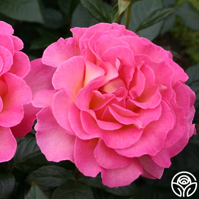 Julie Andrews 3 Julie Andrews