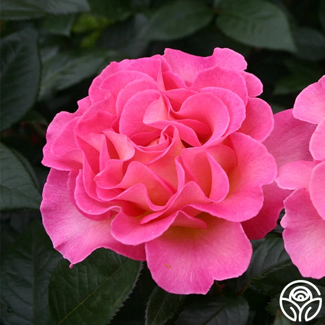 Julie Andrews 4 Julie Andrews - Image 2