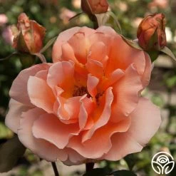 Just Joey® -Healthy Plant Shop just joey 11