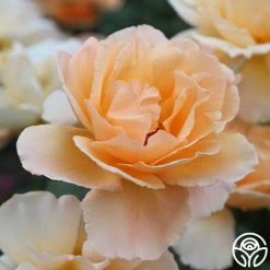 Just Joey® -Healthy Plant Shop just joey 8