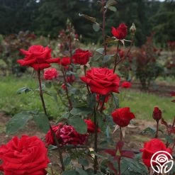 Kardinal™ 18 Kardinal™ -Healthy Plant Shop kardinal 4 1