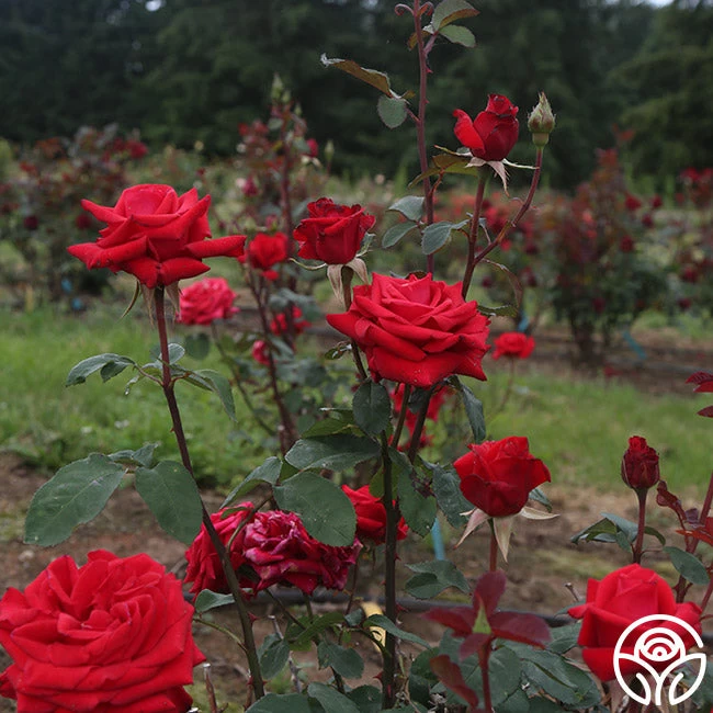 Kardinal™ 7 Kardinal™ - Image 5