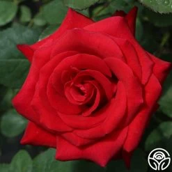 Kardinal™ 22 Kardinal™ -Healthy Plant Shop kardinal 5 1