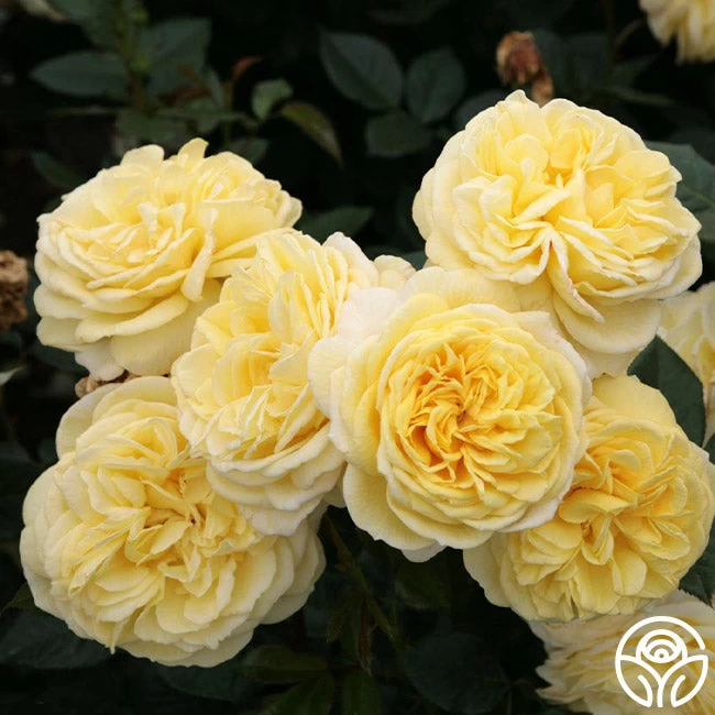 Karl Ploberger Rose 3 Karl Ploberger Rose - Image 2