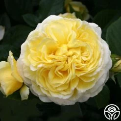 Karl Ploberger Rose 10 Karl Ploberger Rose -Healthy Plant Shop karl ploberger rose 3