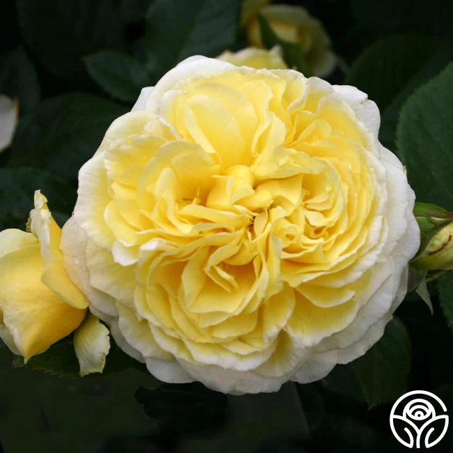 Karl Ploberger Rose 6 Karl Ploberger Rose - Image 5