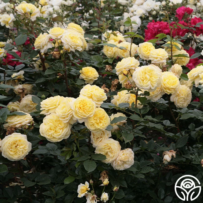 Karl Ploberger Rose 4 Karl Ploberger Rose - Image 3