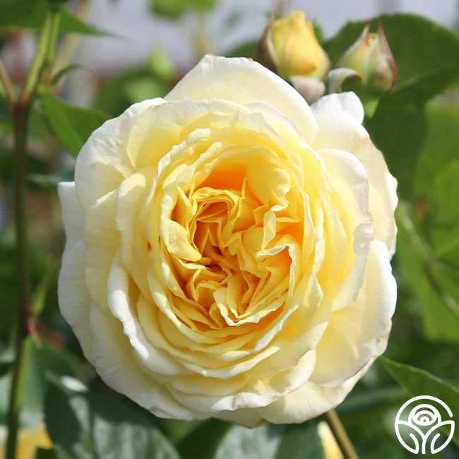 Karl Ploberger Rose 5 Karl Ploberger Rose - Image 4