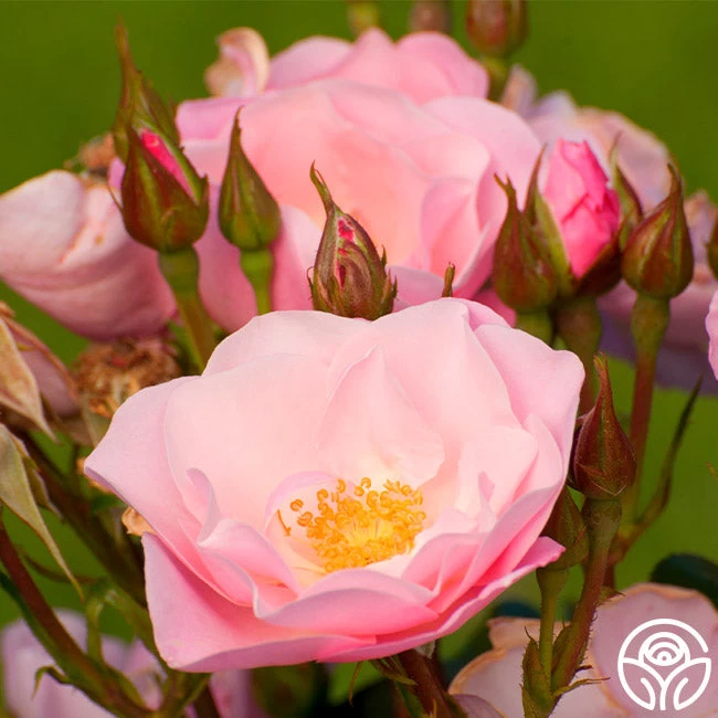 Kateryna™ 7 Kateryna™ - Image 5