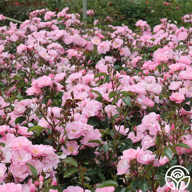 Kateryna™ 4 Kateryna™ - Image 2