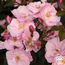 Kateryna™ 9 Kateryna™ -Healthy Plant Shop kateryna 3 8