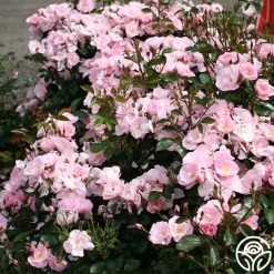 Kateryna™ 10 Kateryna™ -Healthy Plant Shop kateryna 5 8