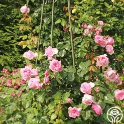 Arborose® Kiss Me Kate -Healthy Plant Shop kiss me kate 23