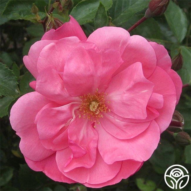 Lady Elsie May™ 3 Lady Elsie May™