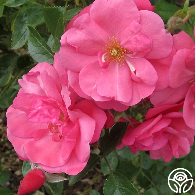 Lady Elsie May™ 4 Lady Elsie May™ - Image 2