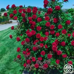 Lady In Red™ -Healthy Plant Shop lady in red 2