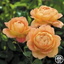 Lady Of Shalott 16 Lady Of Shalott -Healthy Plant Shop lady of shalott 4 1