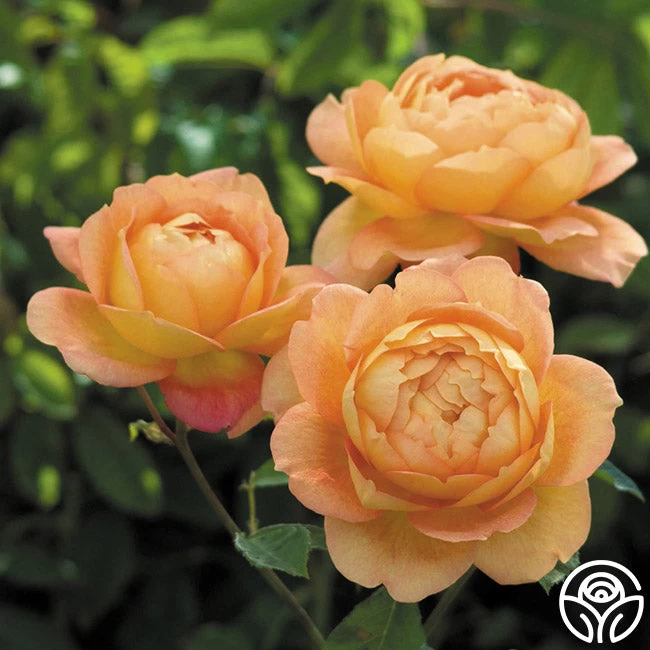 Lady Of Shalott 5 Lady Of Shalott - Image 3