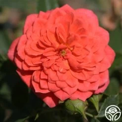 Lady Penelope 12 Lady Penelope -Healthy Plant Shop ladypenelope logo 01