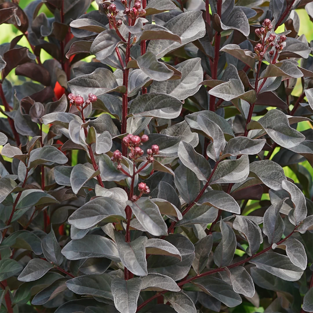 CENTER STAGE® PINK Crapemyrtle - Lagerstroemia Indica - Proven Winners - 4" Pot 4 CENTER STAGE® PINK Crapemyrtle - Lagerstroemia Indica - Proven Winners - 4" Pot - Image 2