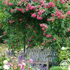 Arborose® Laguna 10 Arborose® Laguna -Healthy Plant Shop laguna 16