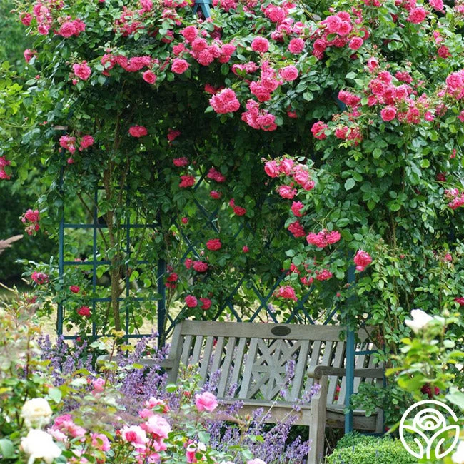 Arborose® Laguna 5 Arborose® Laguna - Image 3