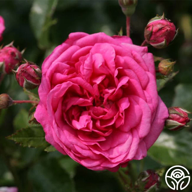 Arborose® Laguna 4 Arborose® Laguna - Image 2