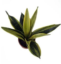 La Rubia Snake Plant - Sansevieria - 6" Pot - Collector's Series 7 La Rubia Snake Plant - Sansevieria - 6" Pot - Collector's Series -Healthy Plant Shop larubia2 56624.1632171096