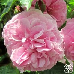 Lavender Lassie 19 Lavender Lassie -Healthy Plant Shop lavender lassie 1